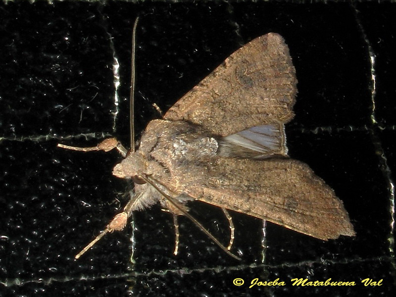 Agrochola circellaris - No, Peridroma saucia, Noctuidae